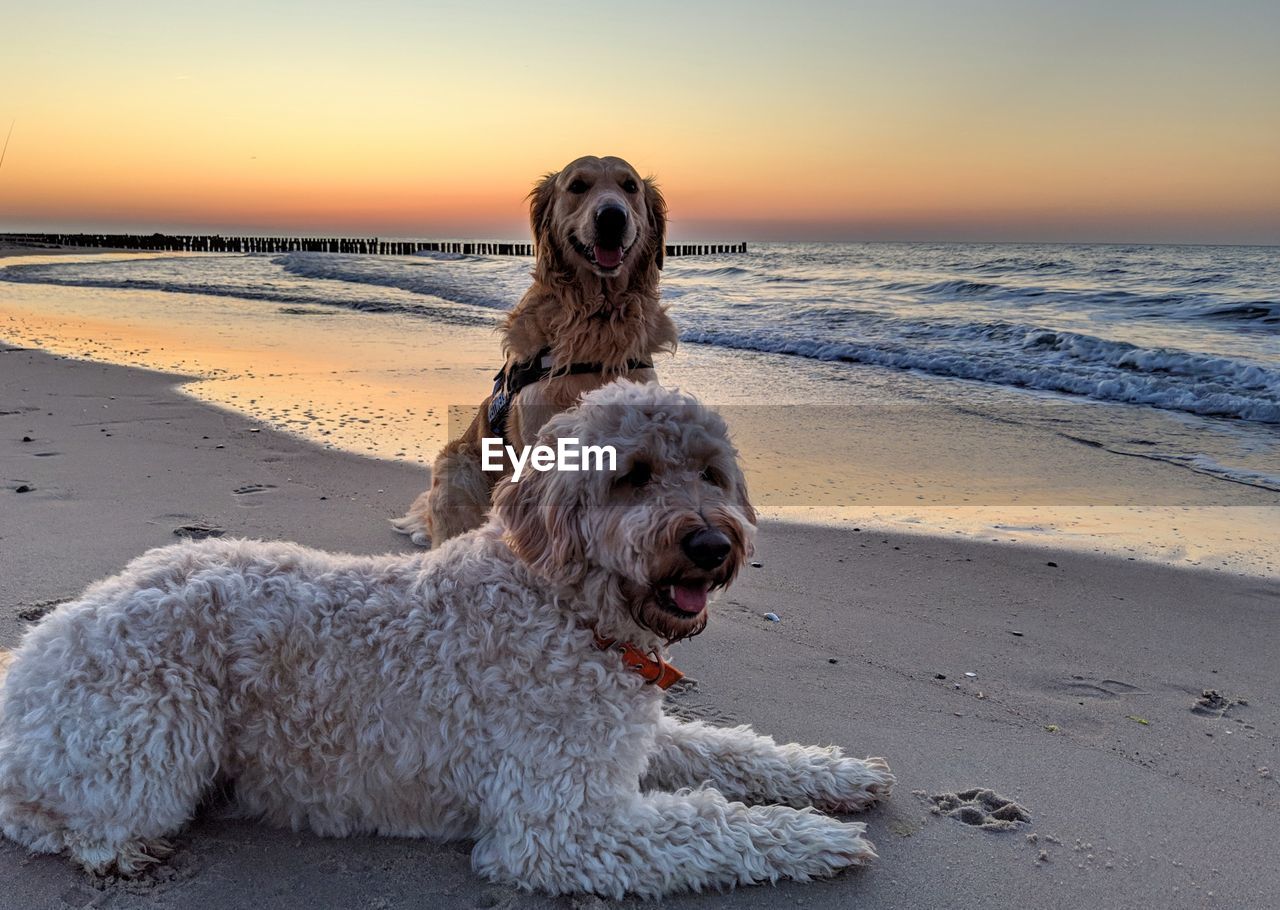 DOG LYING ON BEACH