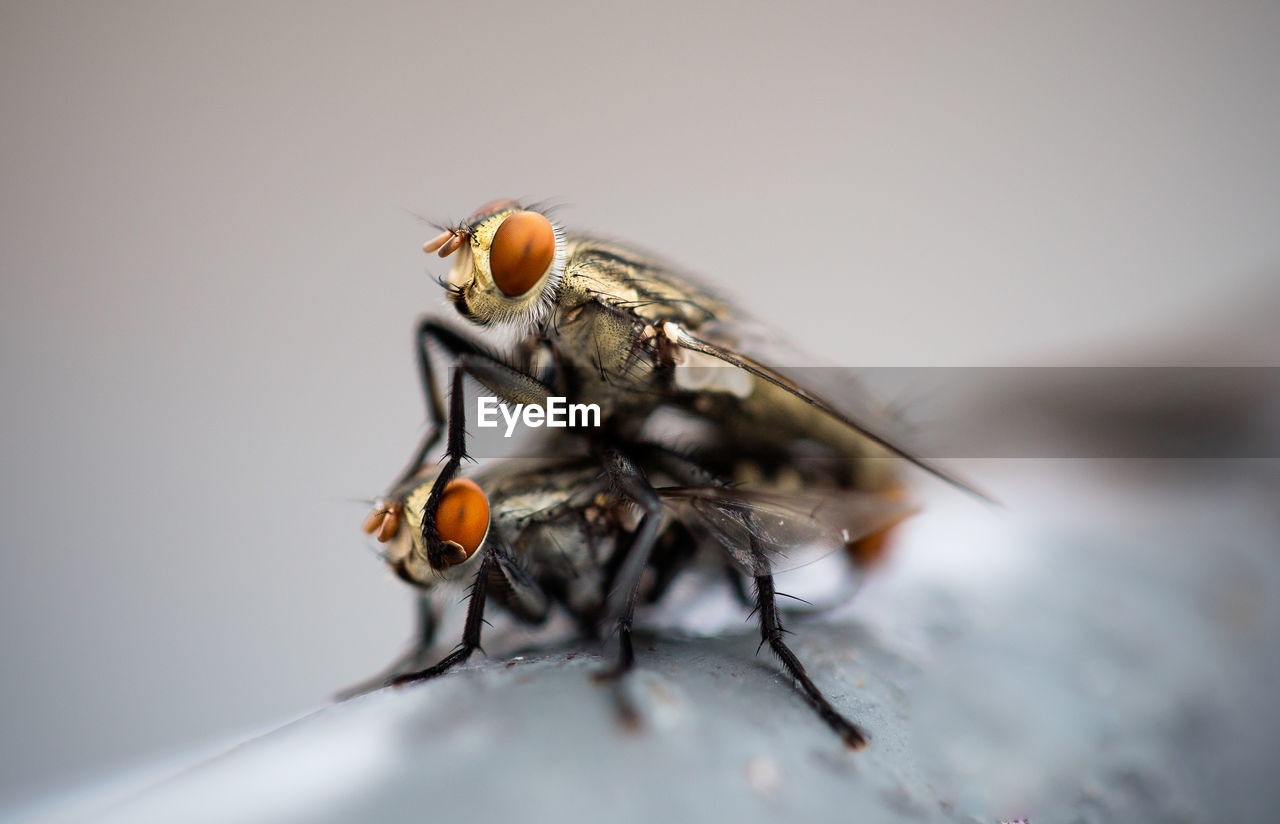 Close-up of houseflies mating on wall