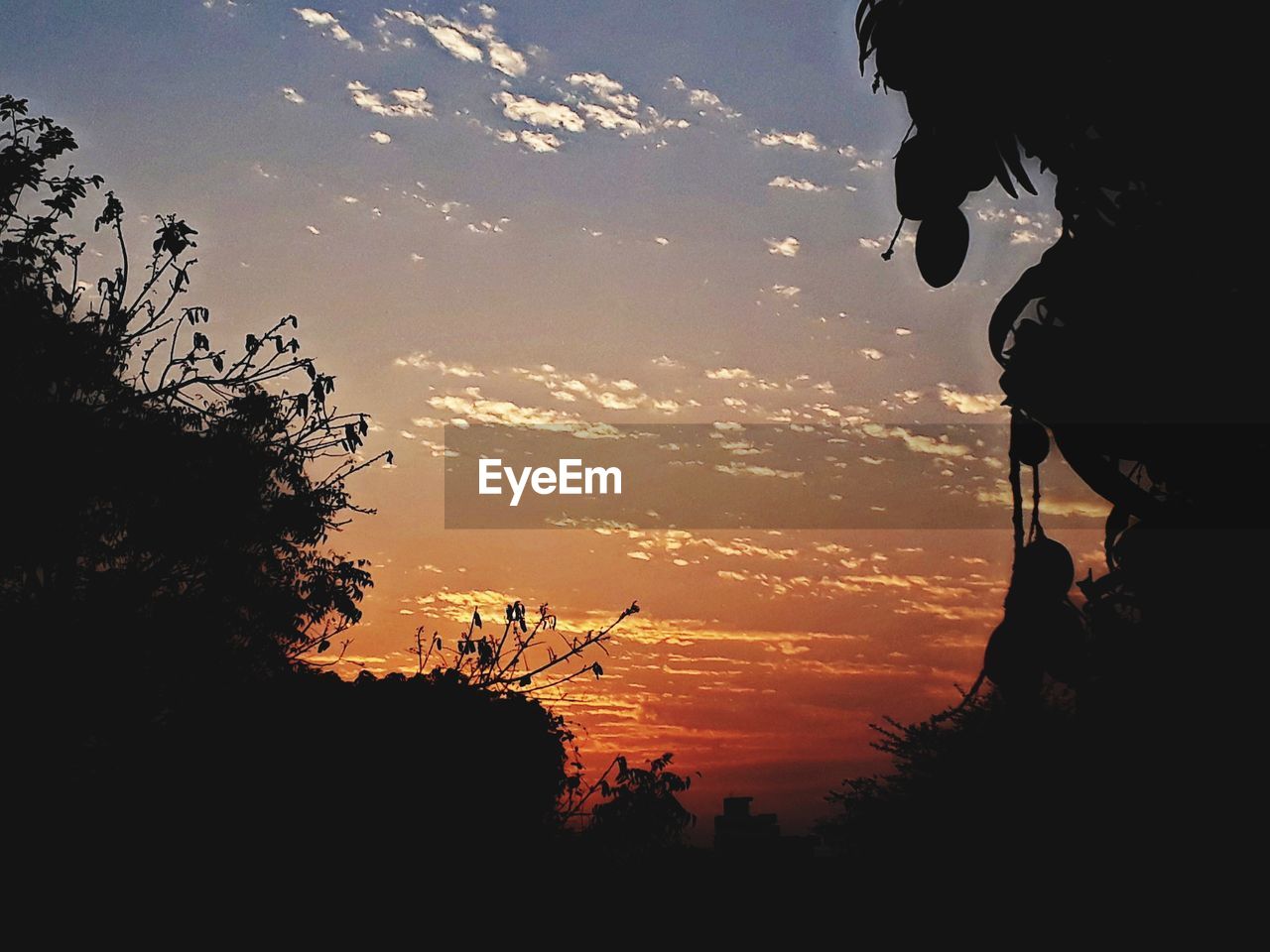 SILHOUETTE TREE AGAINST SKY DURING SUNSET