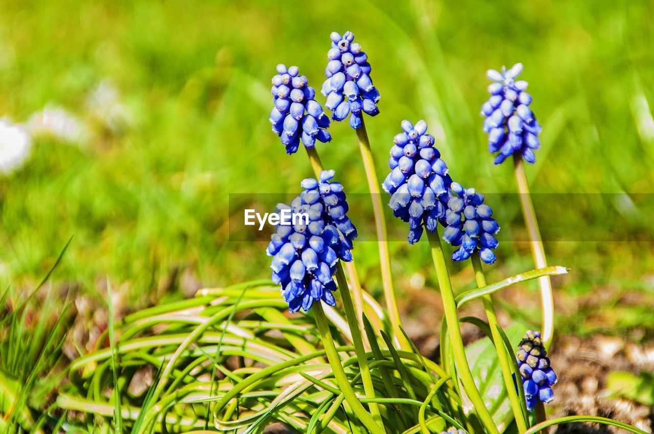 Close-up of purple flowering plants on field