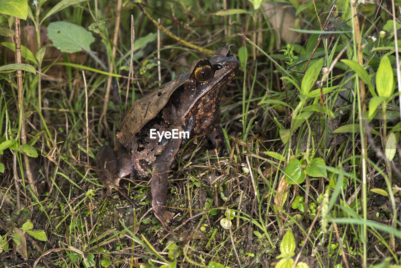 CLOSE-UP OF FROG ON GRASS