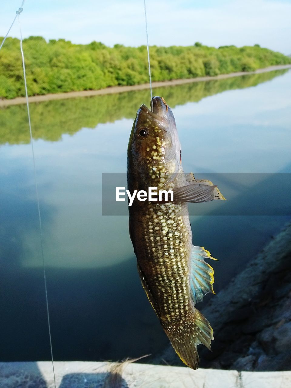 Close-up of fish in sea