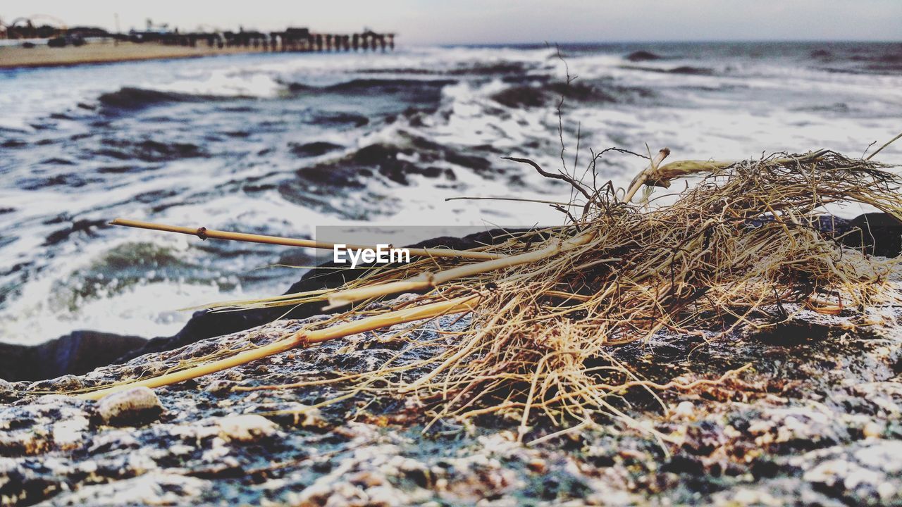 Wilted plant on rocky shore against sea