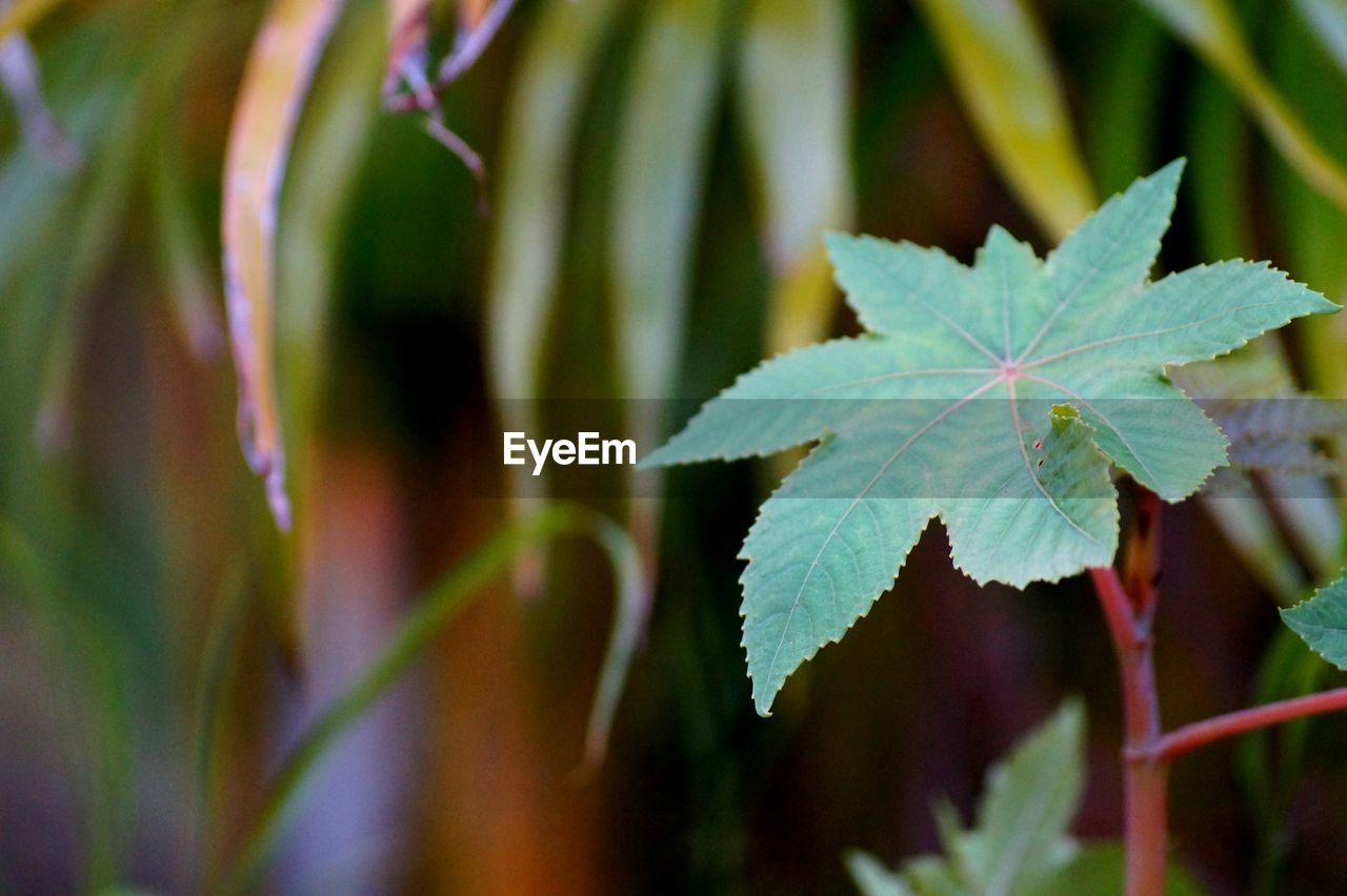 Close-up of autumnal leaves