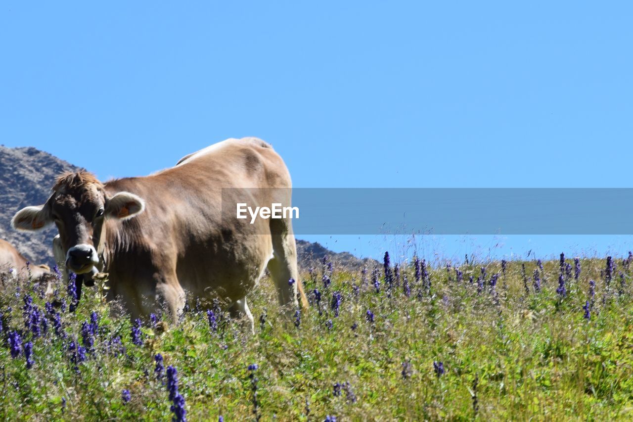 Cows on field against clear blue sky