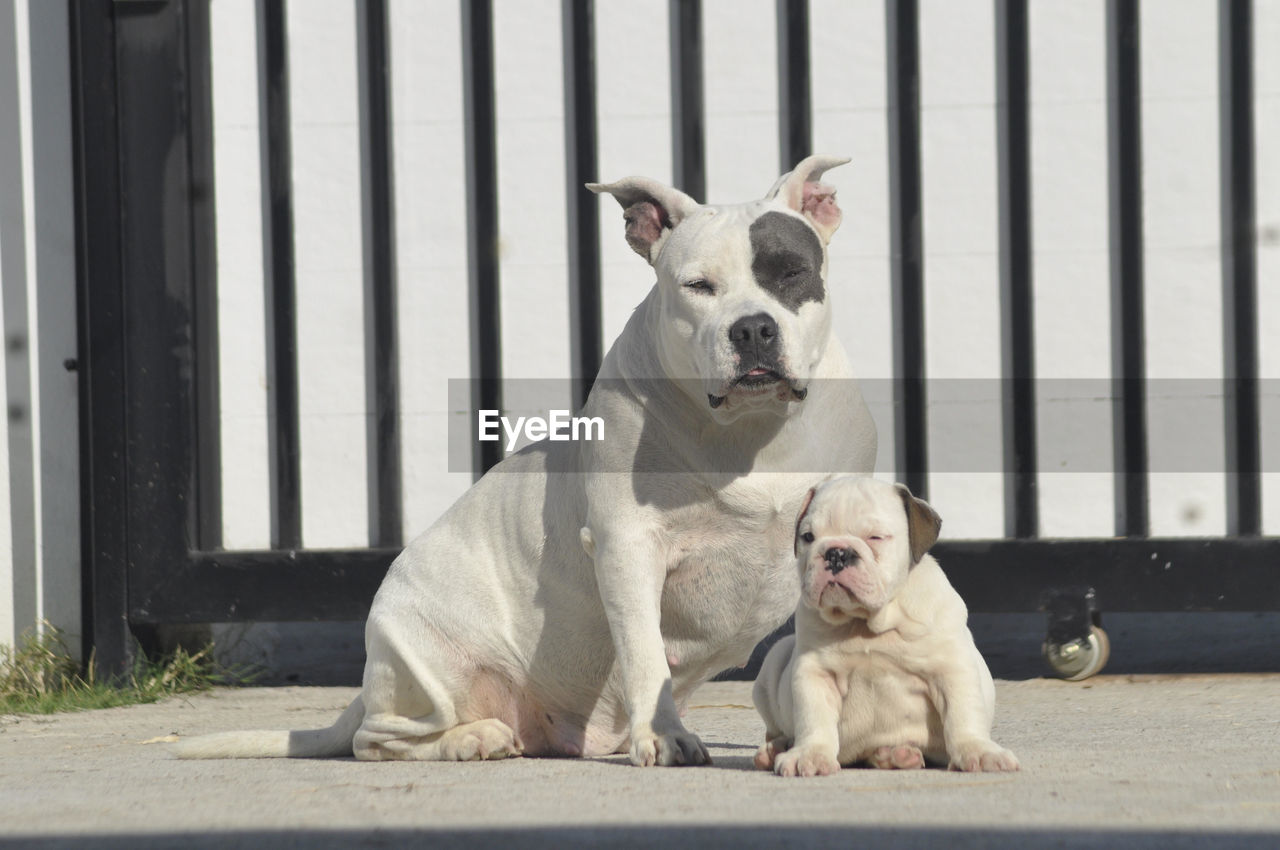 pet, mammal, animal themes, dog, canine, animal, domestic animals, bulldog, one animal, french bulldog, day, no people, sitting, portrait, looking at camera, lap dog, sunlight