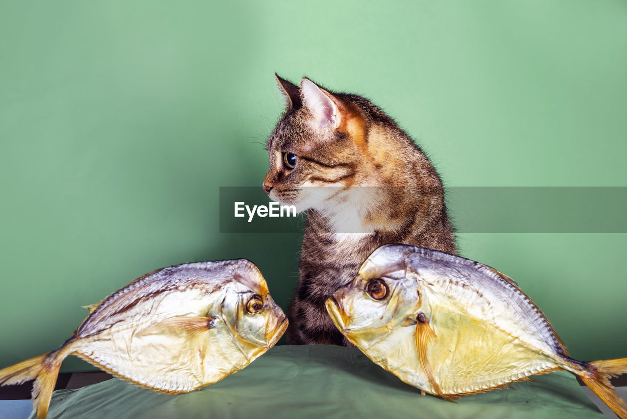 Tabby cat with two dried selene vomer fish