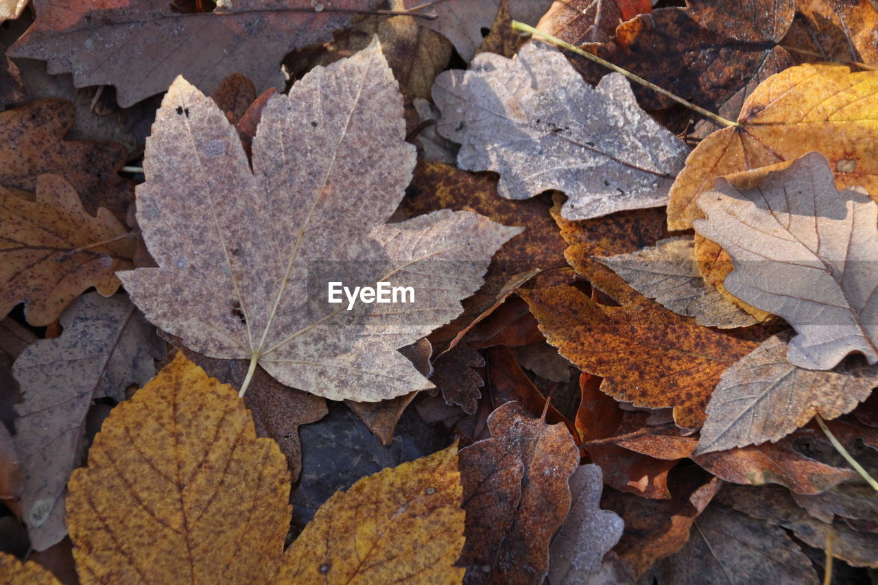 Full frame shot of dry autumn leaves