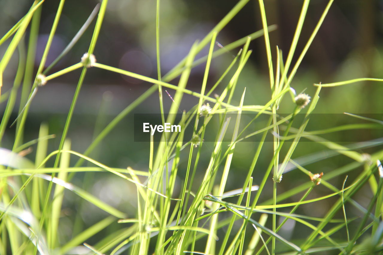 plant, grass, green, growth, nature, no people, close-up, beauty in nature, flower, land, plant stem, field, focus on foreground, outdoors, blade of grass, meadow, macro photography, lawn, day, agriculture, freshness, selective focus, food, plant part, leaf, environment, food and drink, landscape, backgrounds