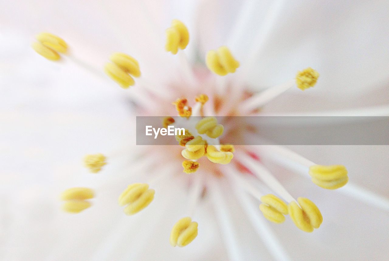 Full frame shot of yellow flowers