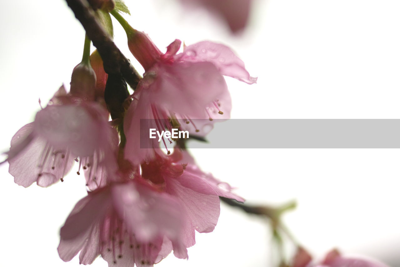 Low angle view of pink flowers against sky