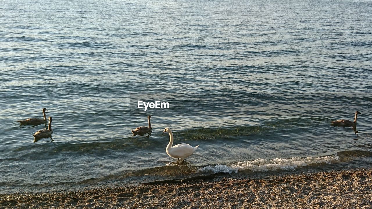 BIRDS ON BEACH