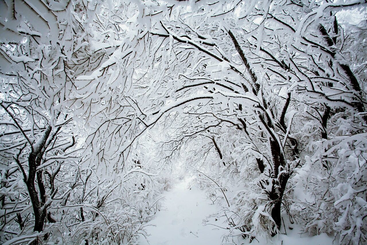 Snow covered trees on landscape