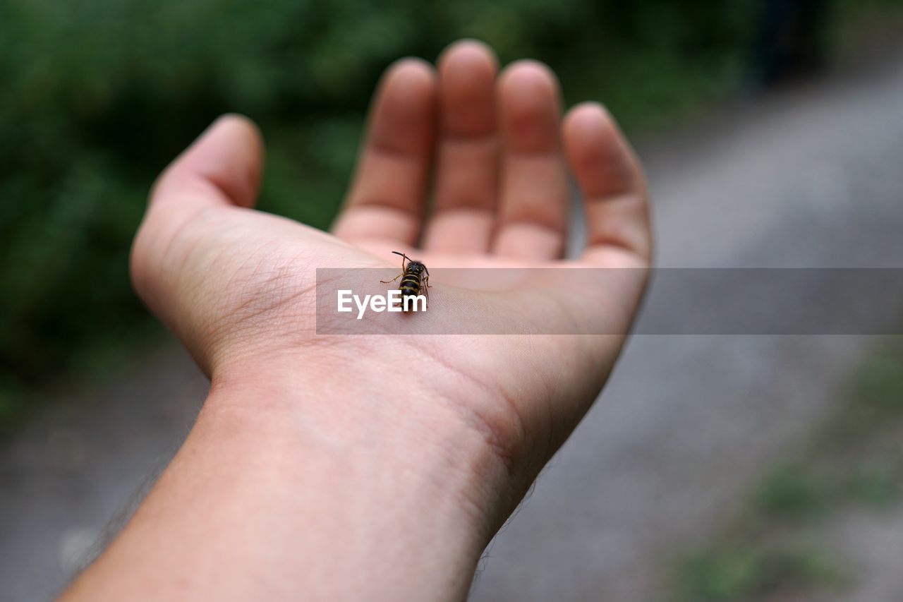 CLOSE-UP OF HAND HOLDING INSECT