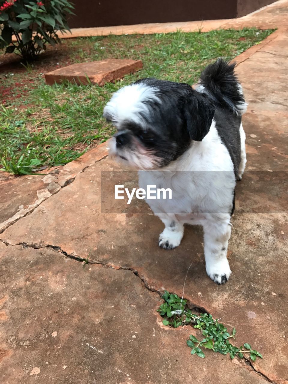 HIGH ANGLE VIEW OF DOG ON COBBLESTONE