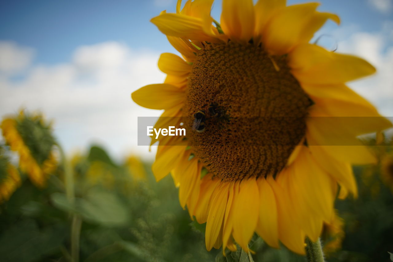 Close-up of honey bee on sunflower