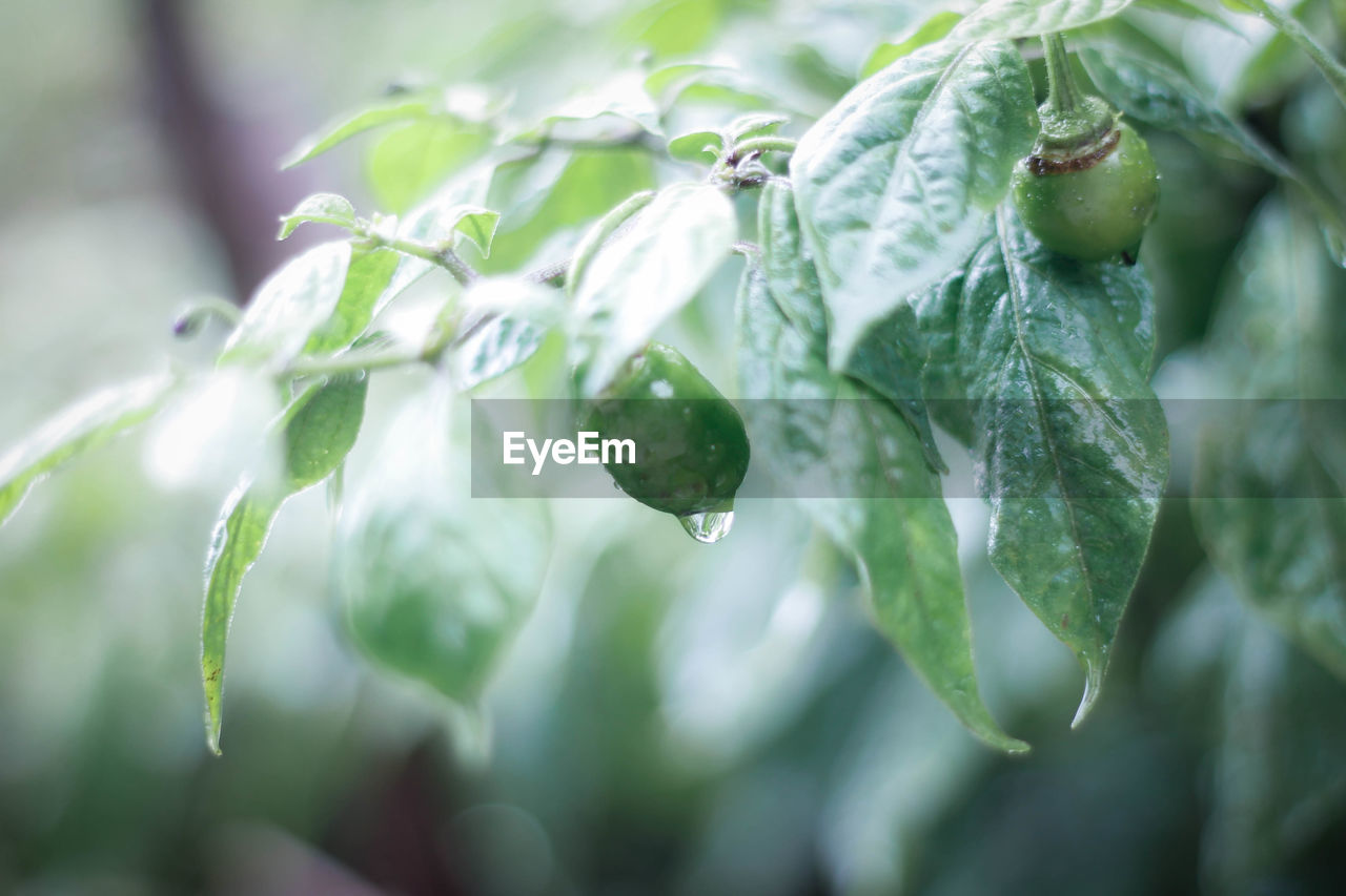 Close-up of wet plant chilli benot