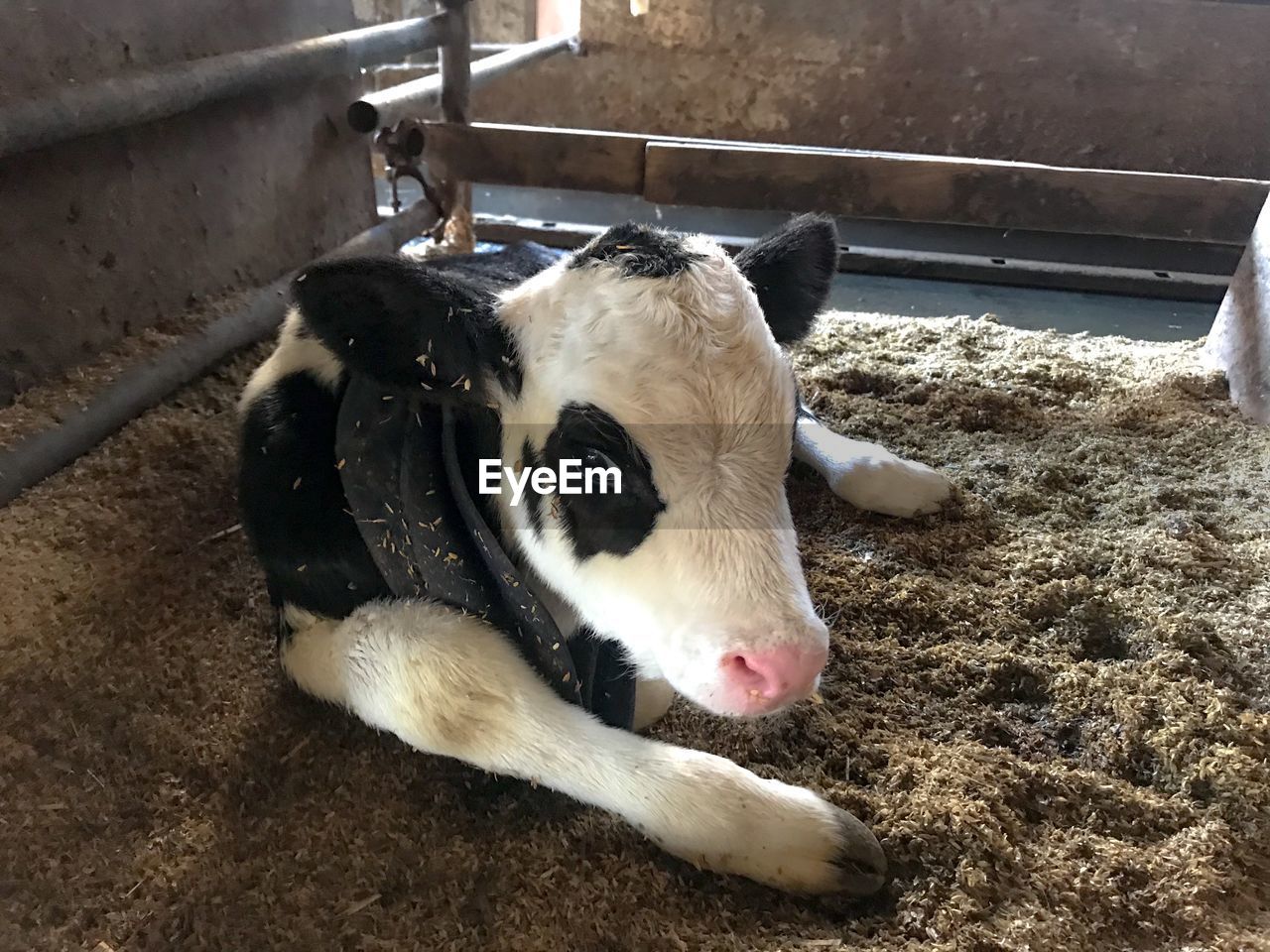 Baby cow sitting in the farm 