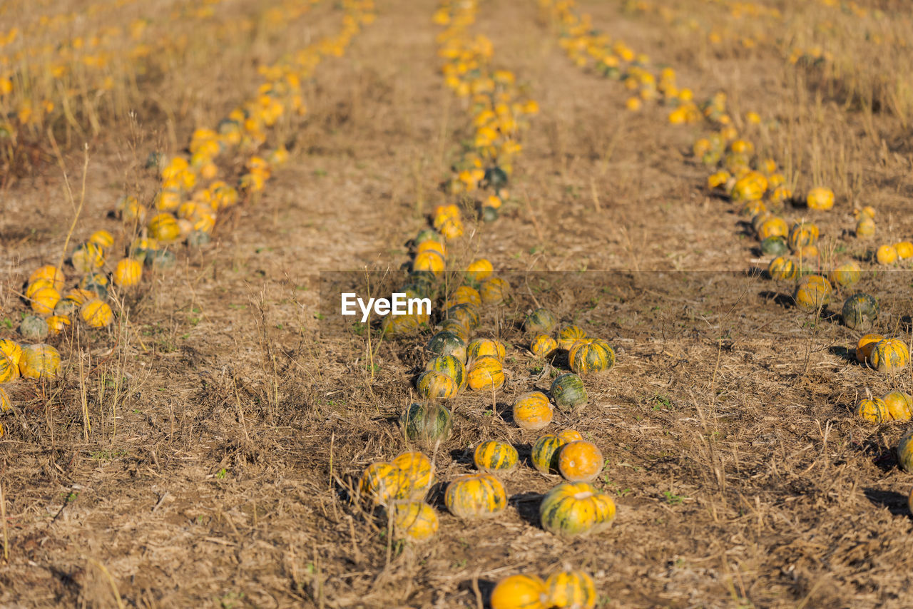 CLOSE-UP OF YELLOW FLOWER ON FIELD