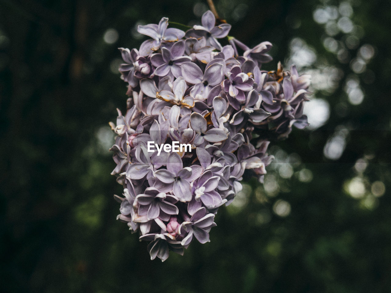 Close-up of purple flowering plant