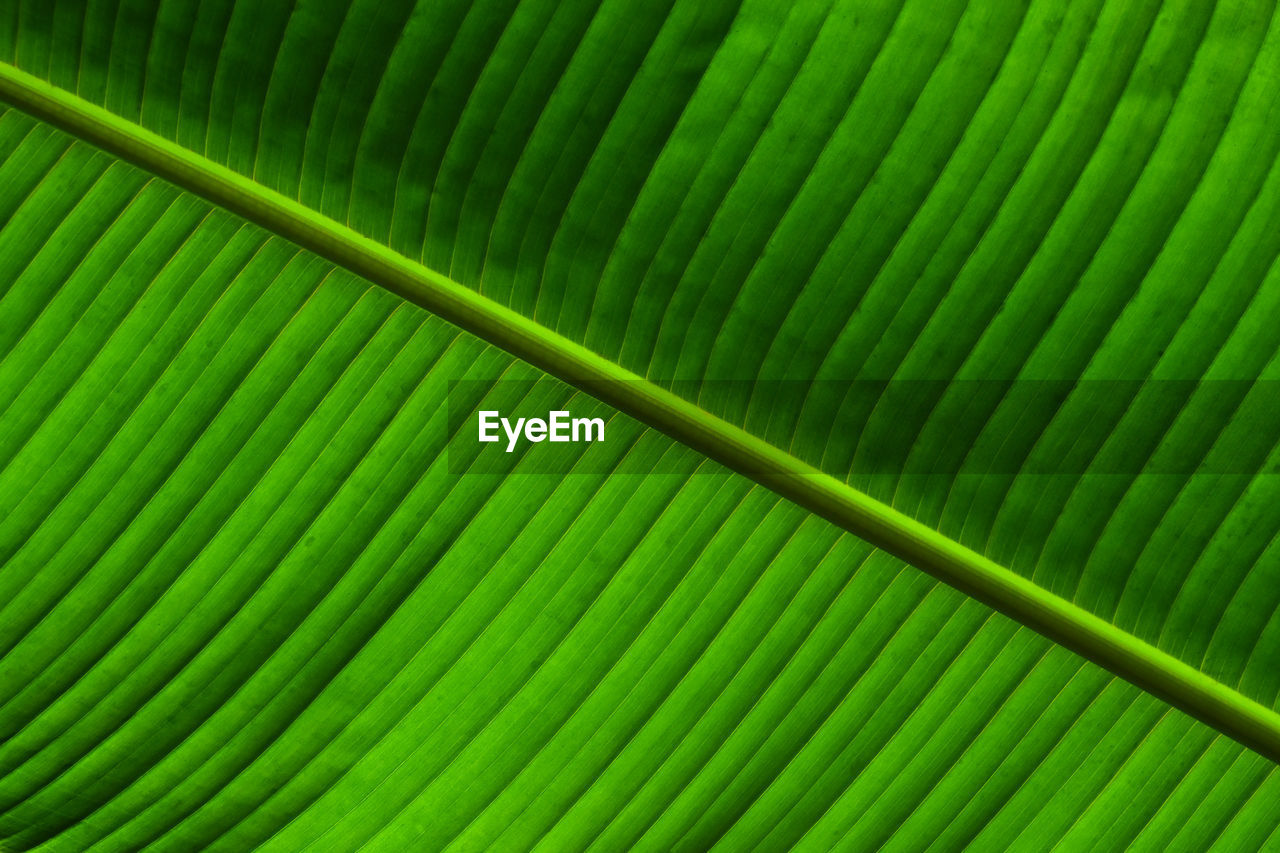 FULL FRAME SHOT OF LEAF