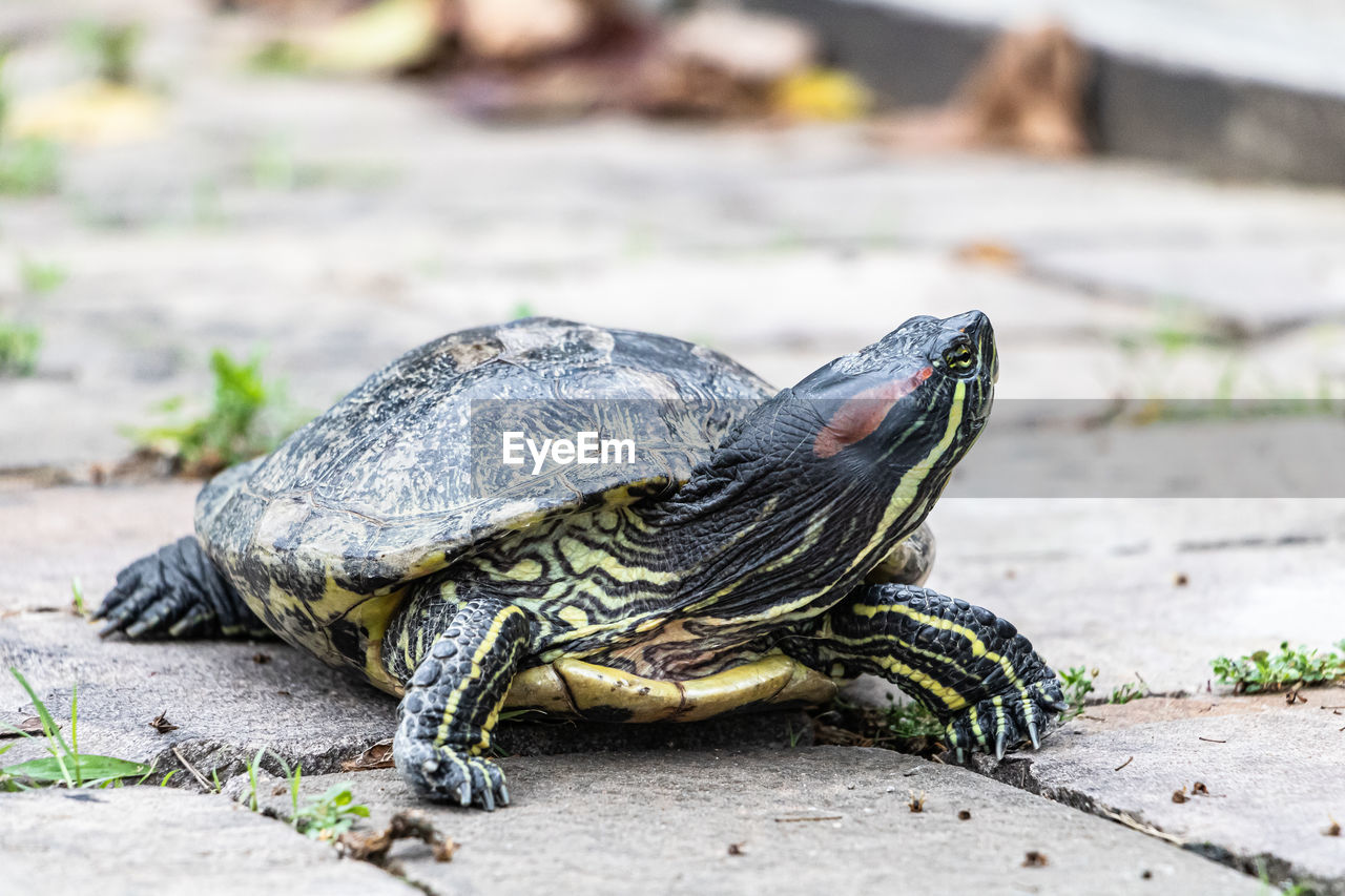 high angle view of turtle