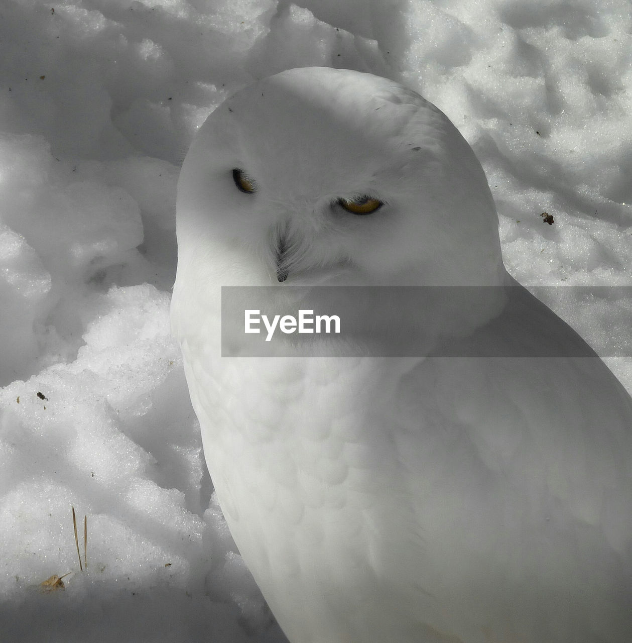 CLOSE-UP OF SNOW ON AQUARIUM