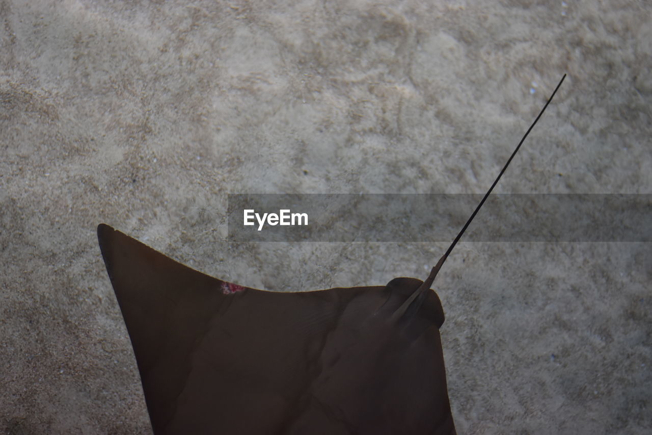 Close-up of sting ray in seabed