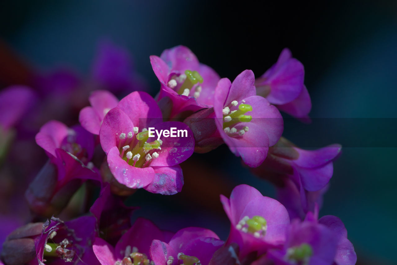 Bergenia crassifolia, aka korean elephant's ears are shown in this macro image of brilliant pink