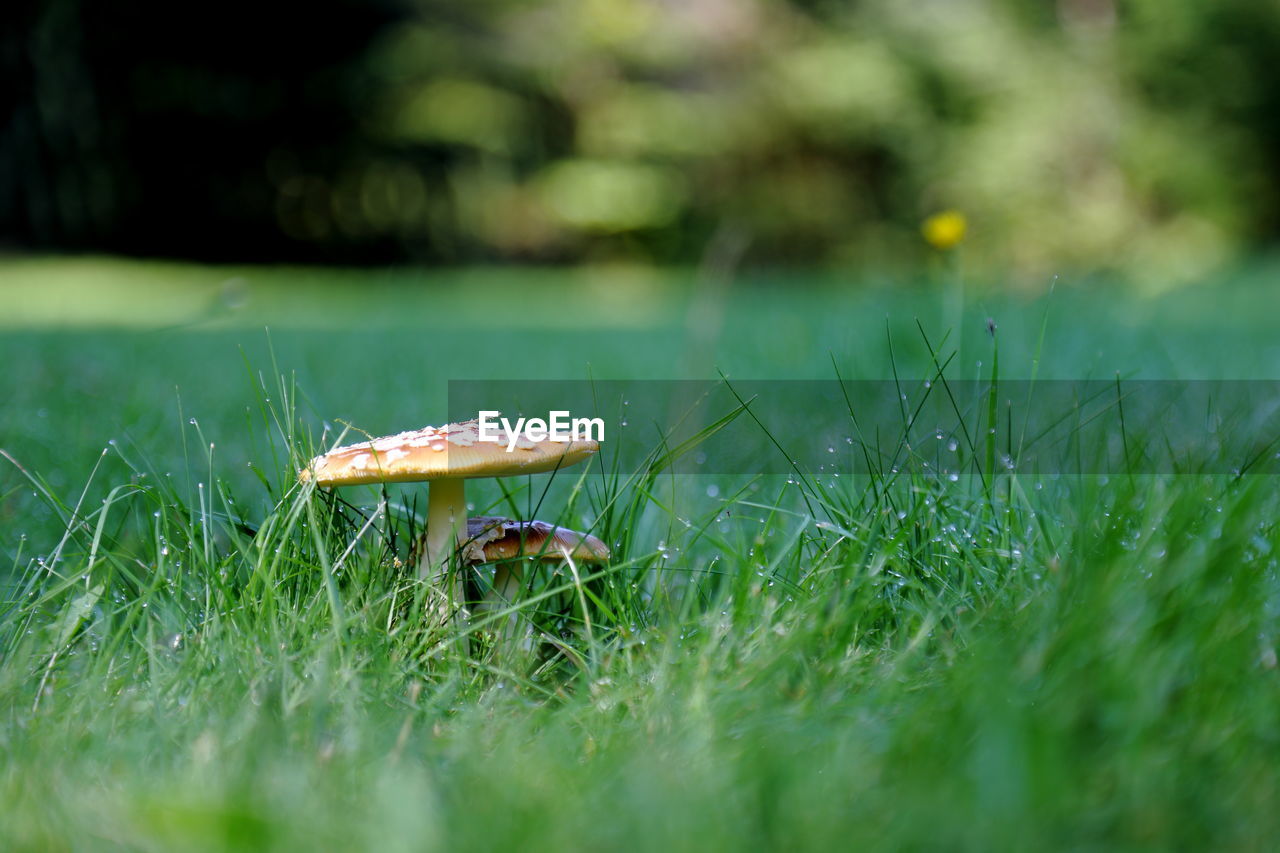 Mushrooms growing on grassy field