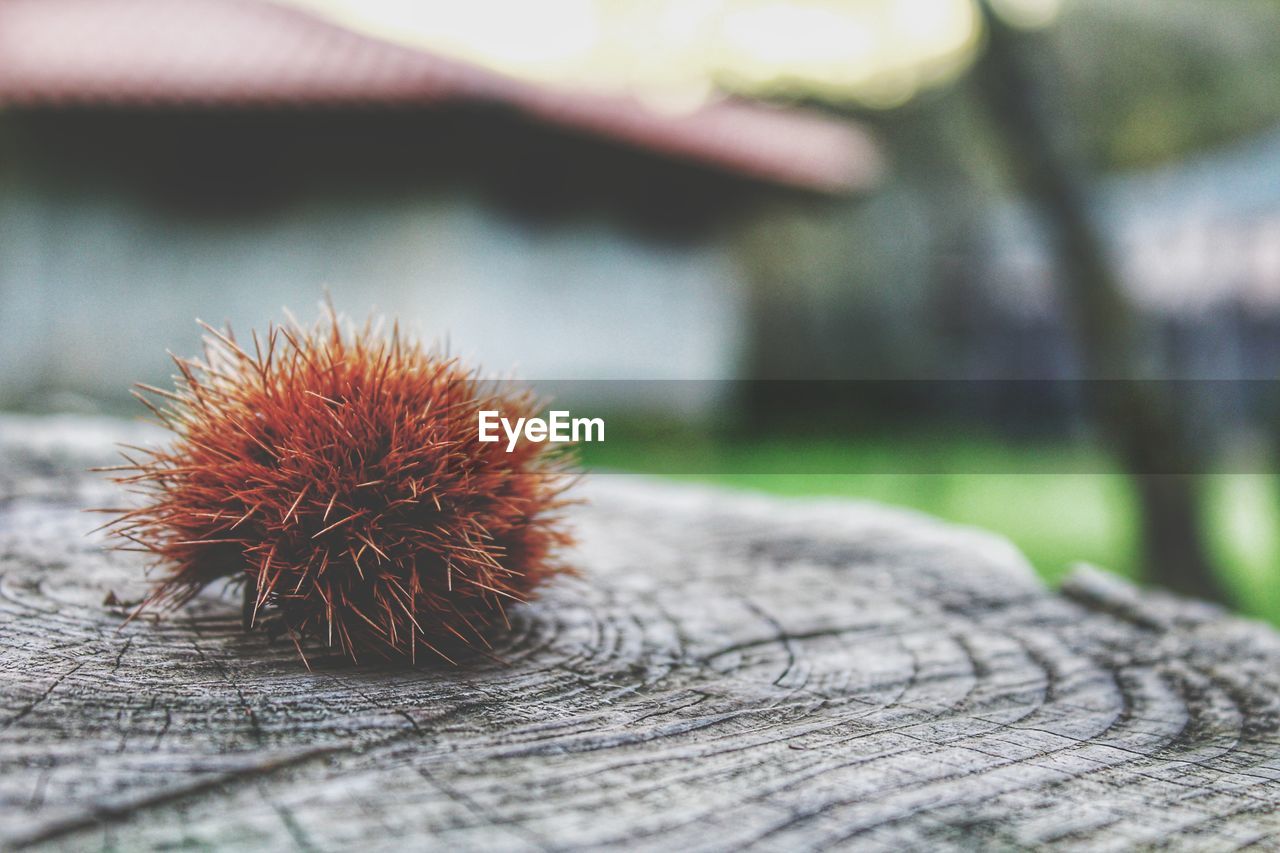 Close-up of sea urchin on tree stump