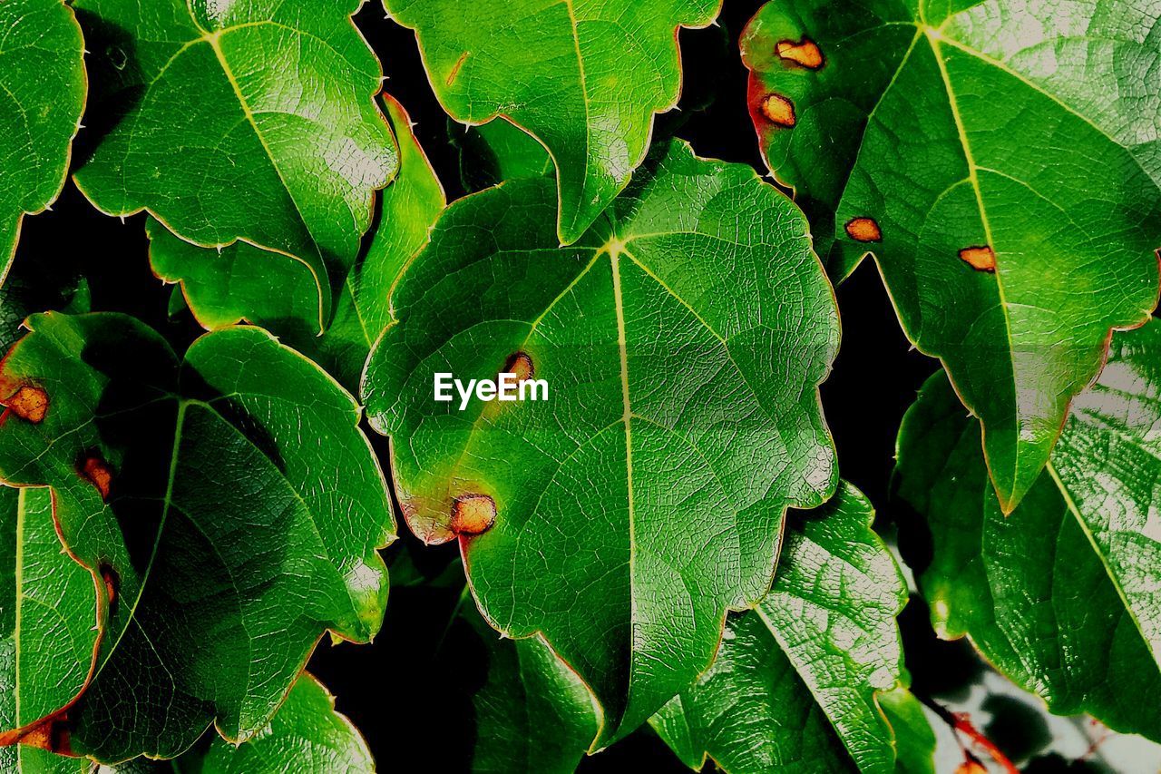 Full frame shot of leaves