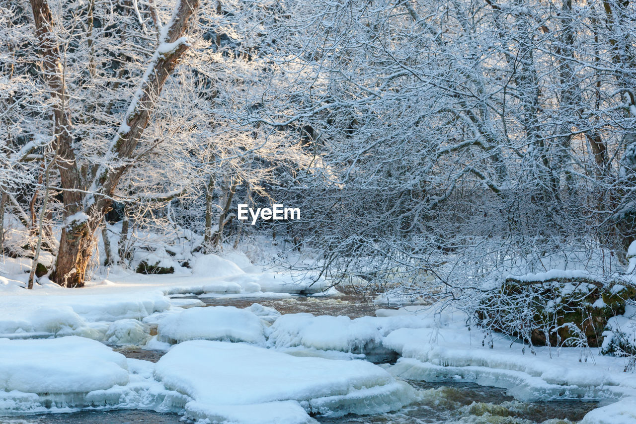 River running through the wintry forest landscape