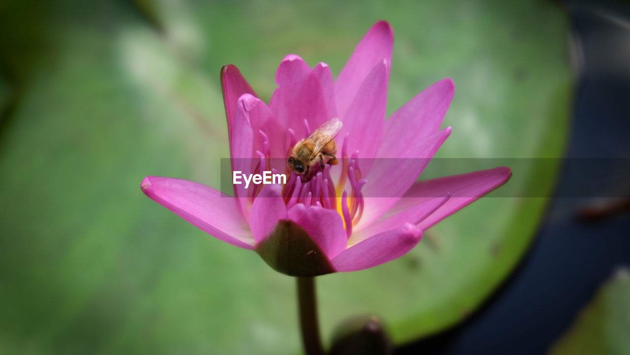 FUJIFILM X-T10 Okinawa Pond Beauty In Nature Bee Close-up Flower Flower Head Flowering Plant Fujifilm Honey Bee Insect Lily Pad Petal Pink Color Plant Pollen Pollination