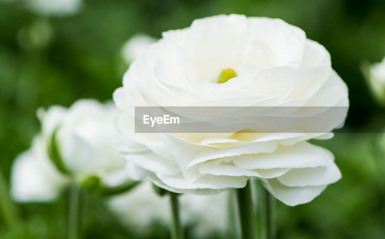 Close-up of white rose