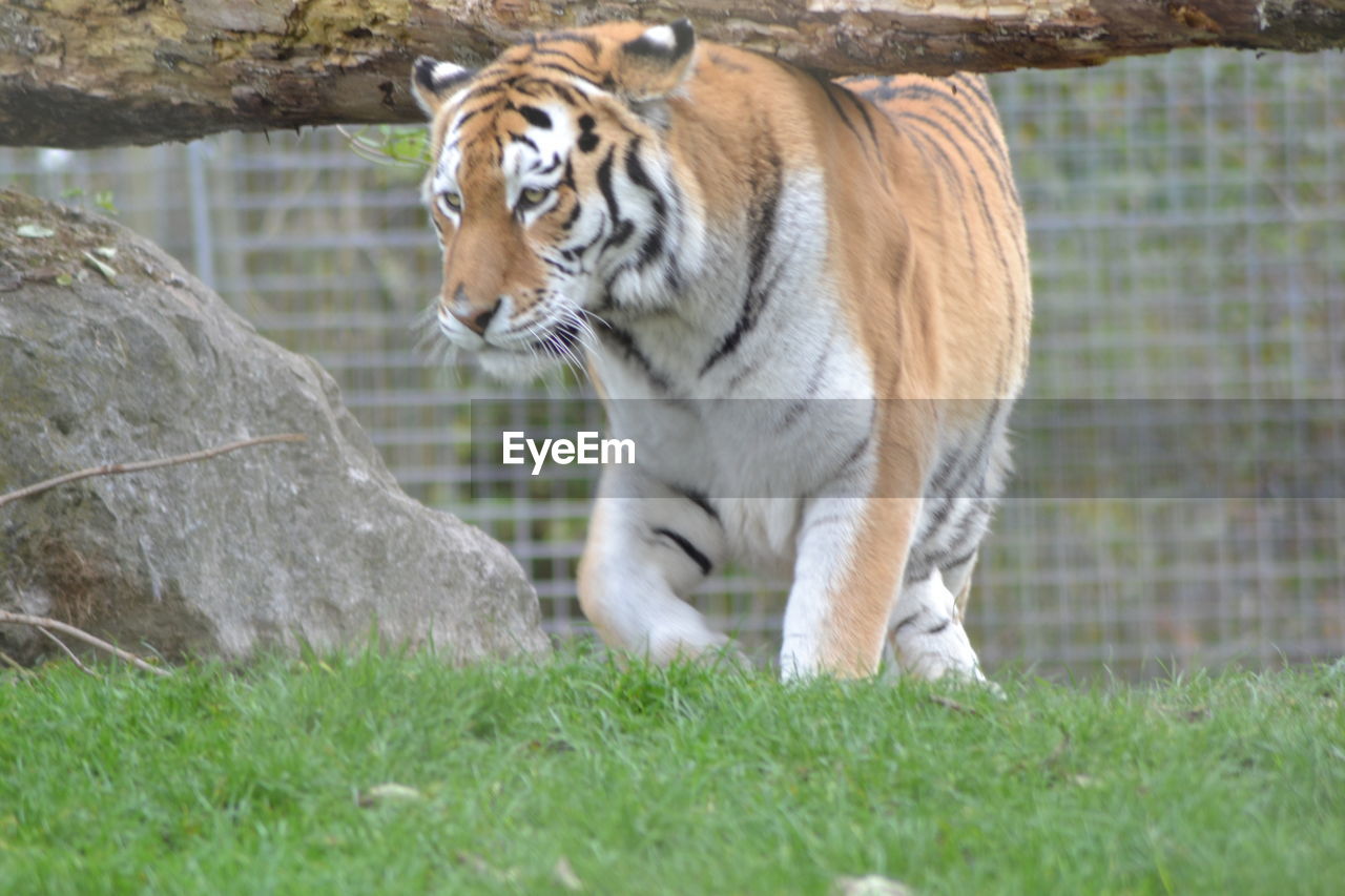 TIGER ON GRASSLAND