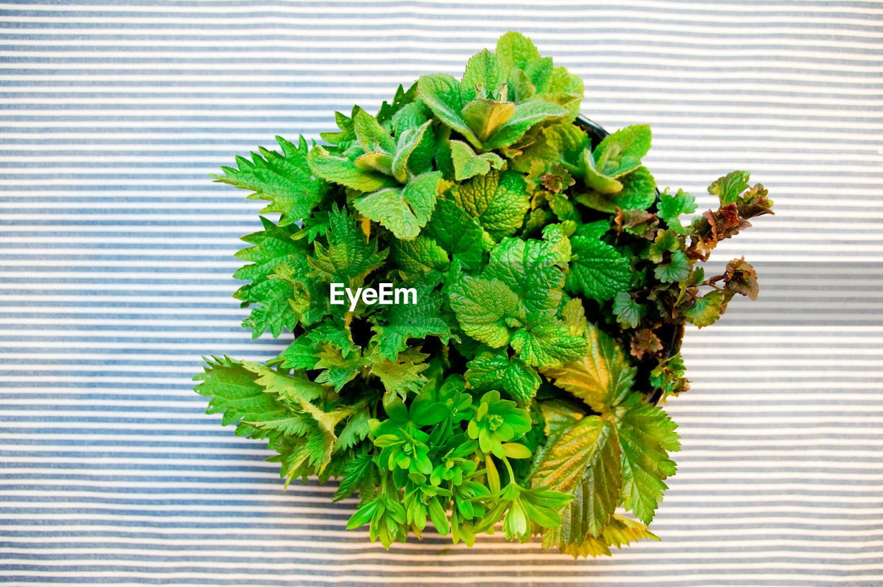 Close-up of green plant on table