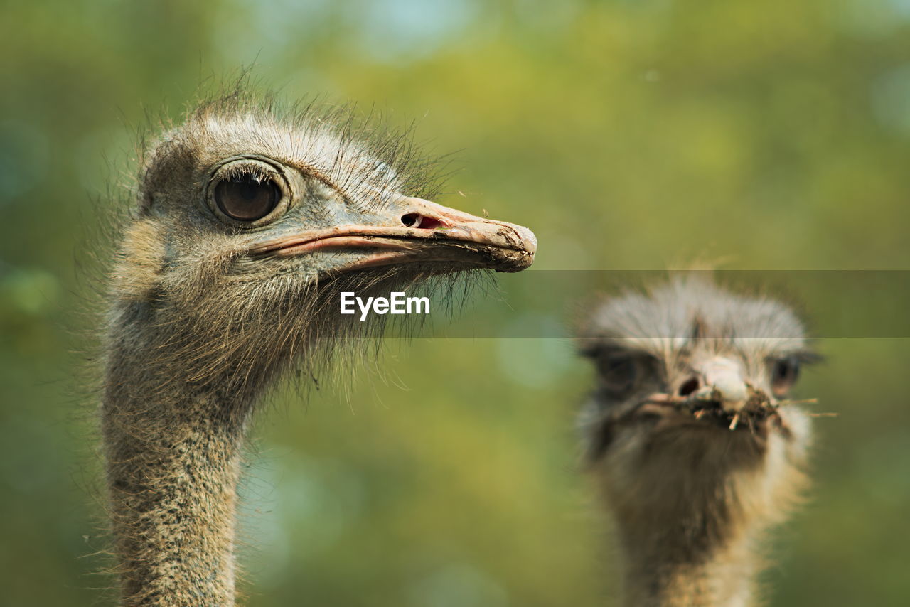 Close-up of ostriches