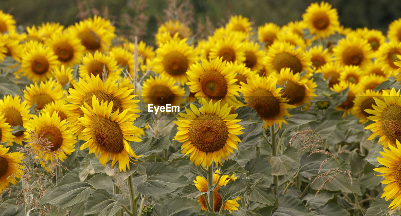 CLOSE-UP OF SUNFLOWERS BLOOMING ON FIELD