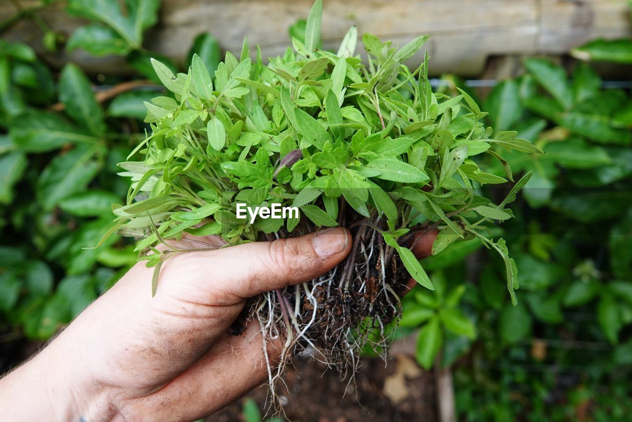 HAND HOLDING PLANT