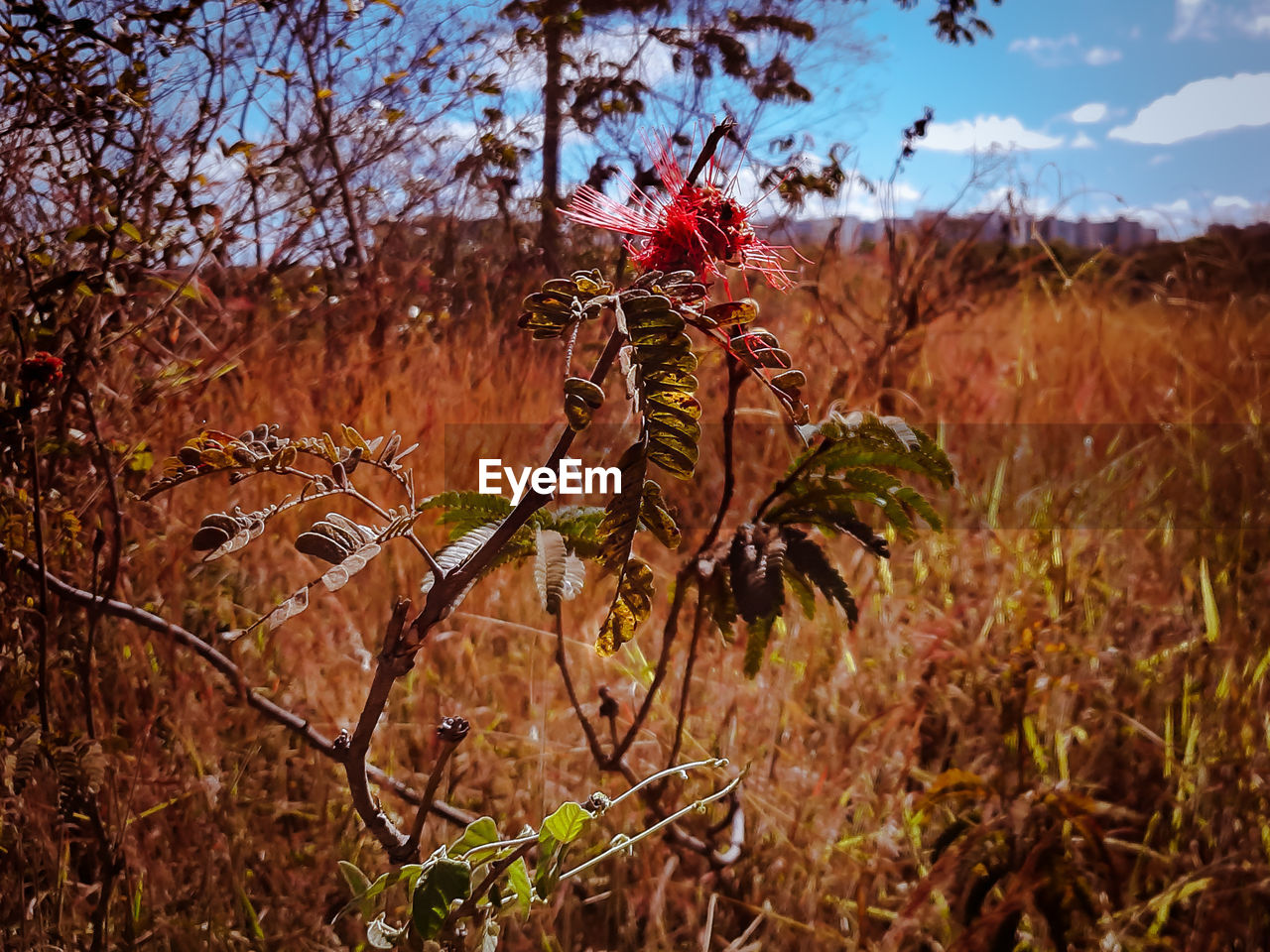 Plants growing on field 