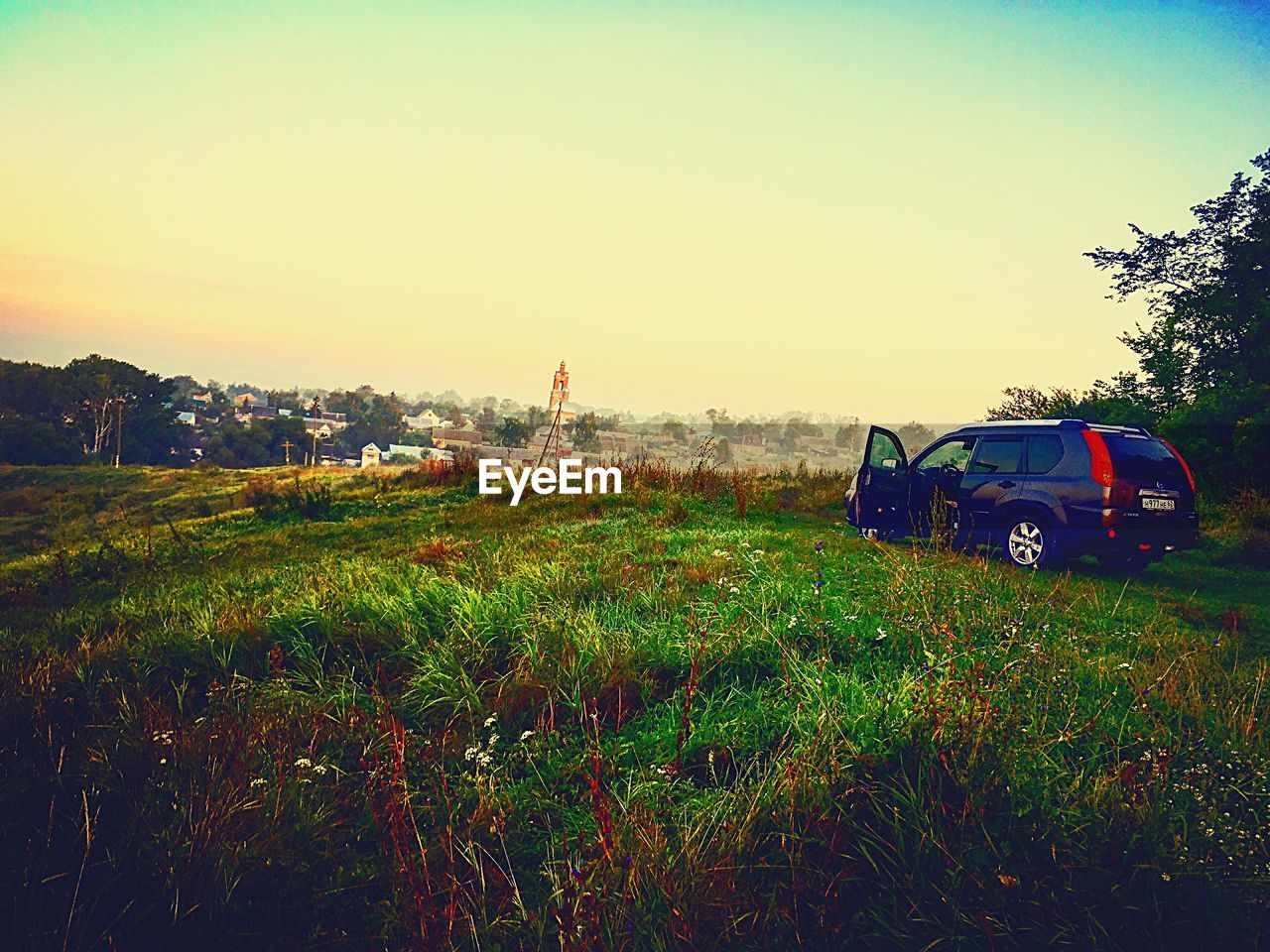 SURFACE LEVEL OF GRASS IN FIELD AGAINST CLEAR SKY