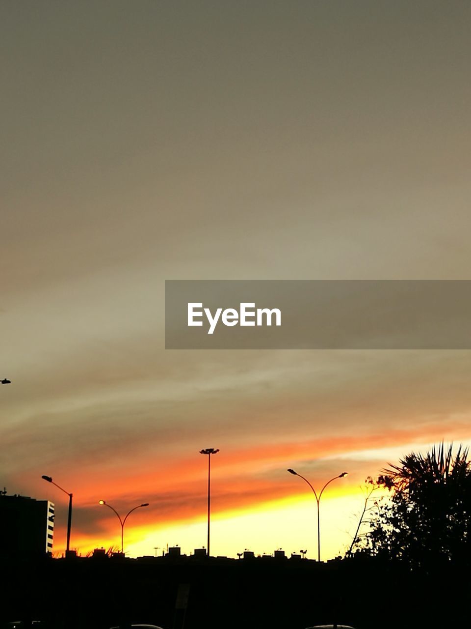 SILHOUETTE OF TREES AGAINST SKY DURING SUNSET