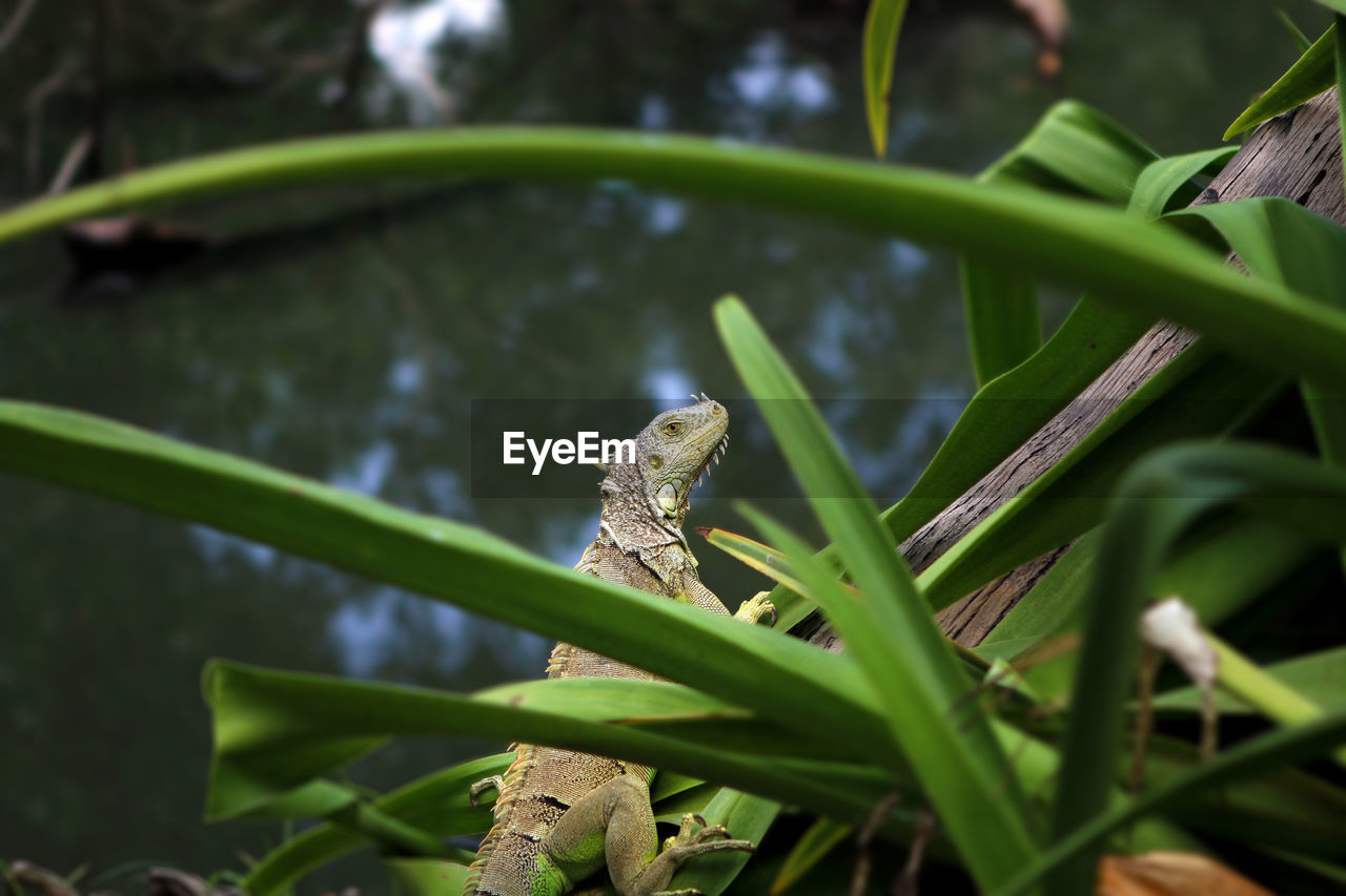 Side view of iguana on plant by river