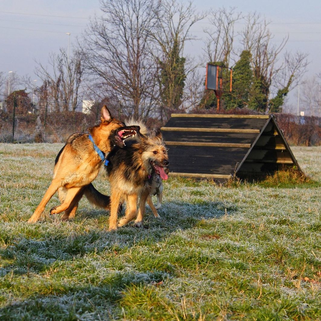 DOG ON GRASS