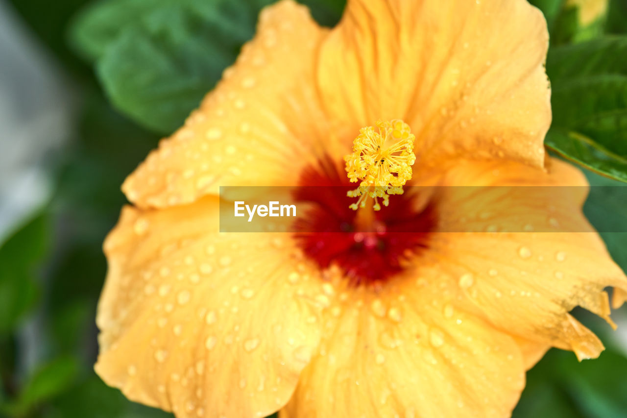 Beauty In Nature Blooming Close-up Day Day Lily Drop Flower Flower Head Focus On Foreground Fragility Freshness Growth Hibiscus Nature No People Orange Color Outdoors Petal Plant Pollen Stamen Water Wet Yellow