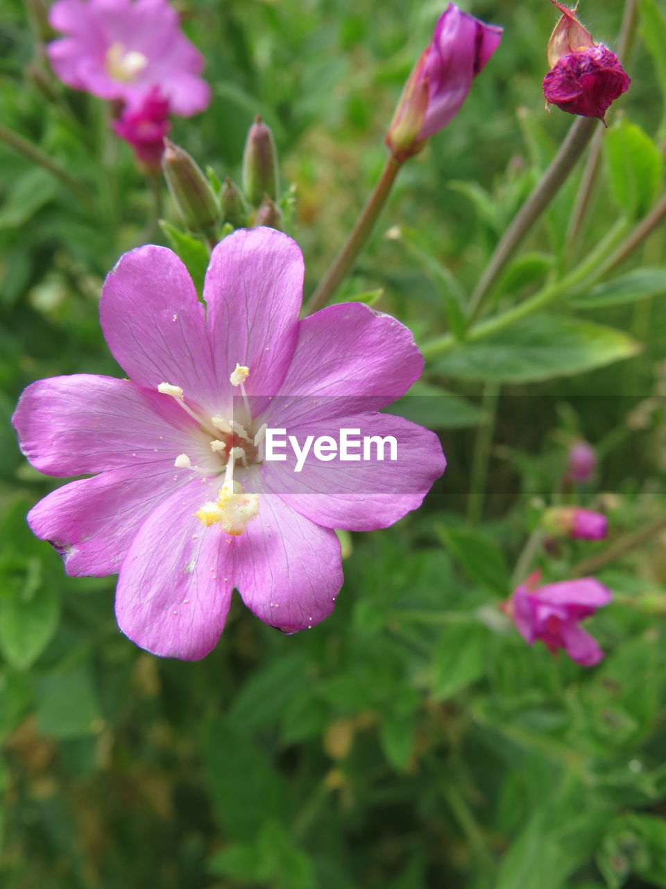 Close-up of pink flowers