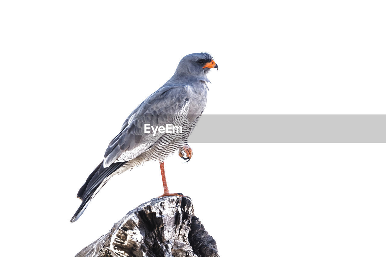 bird, animal themes, animal, animal wildlife, wildlife, perching, one animal, nature, no people, full length, beak, copy space, white background, outdoors, cut out, side view