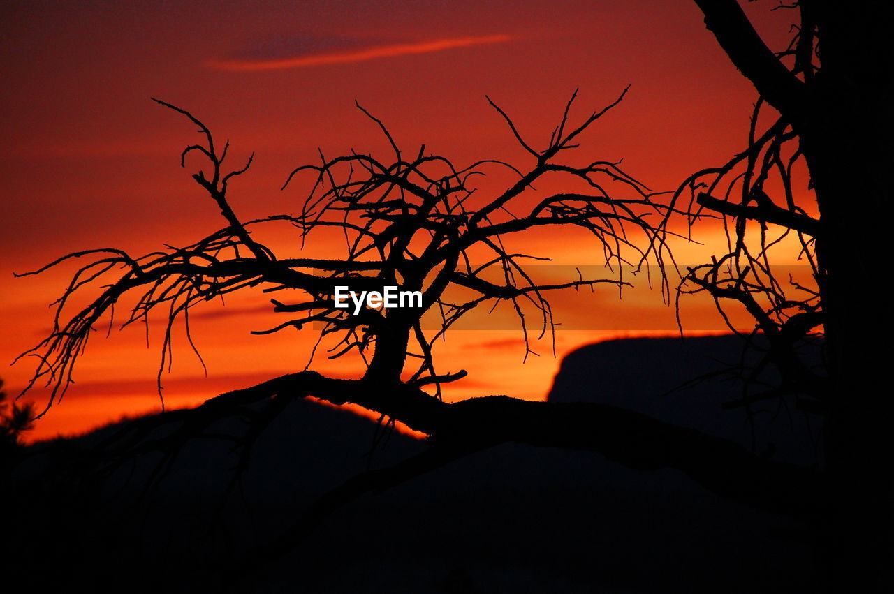 Silhouette bare trees against orange sky during sunset