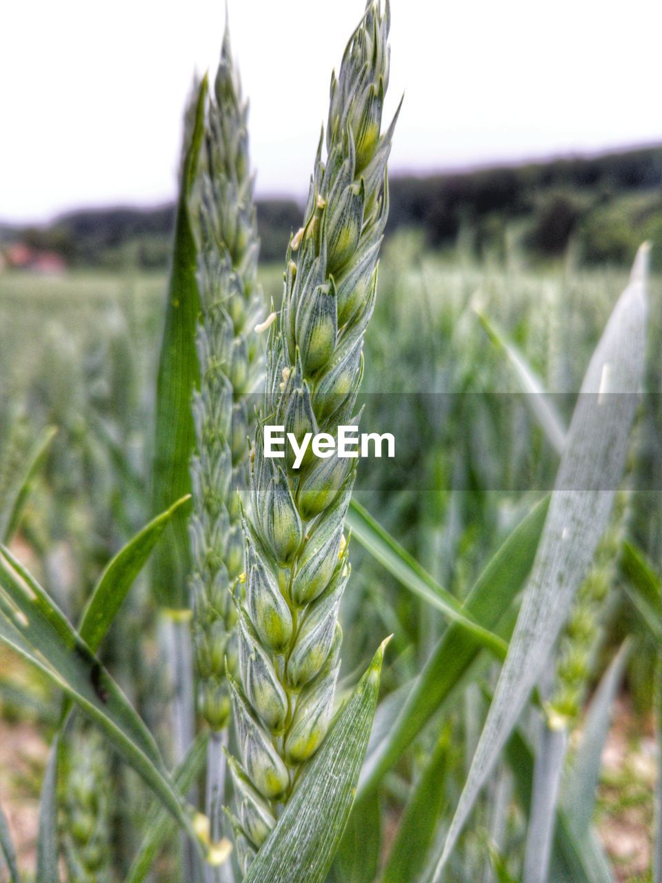 CLOSE-UP OF CORN FIELD